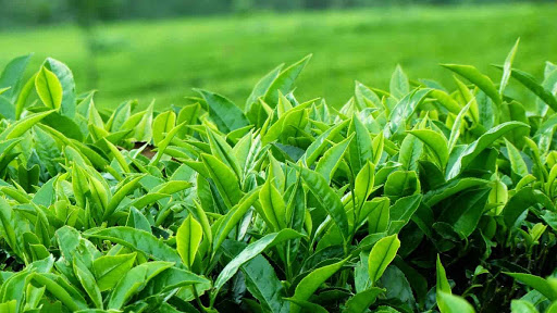 Chiết xuất trà xanh – một phương pháp chữa trị bệnh xơ phổi